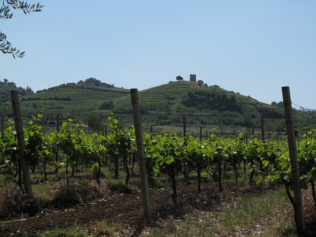 Vineyards of the Castelli Romani 