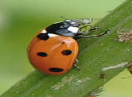 ladybug eating plants