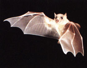 bat