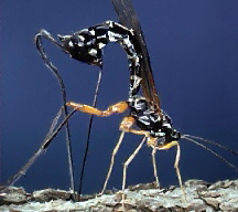 Ichneumons wasp eats caterpillars