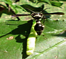 Ichneumons wasp eats caterpillars