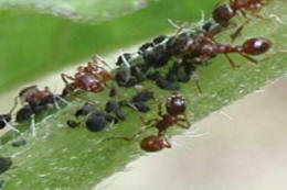 ants protect aphids in exchange for honeydew