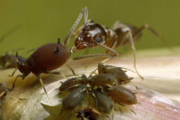 ants aphids honeydew