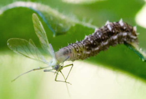 hoverfly eats aphid