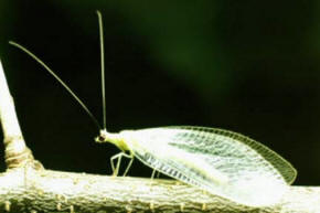 lacewing macro