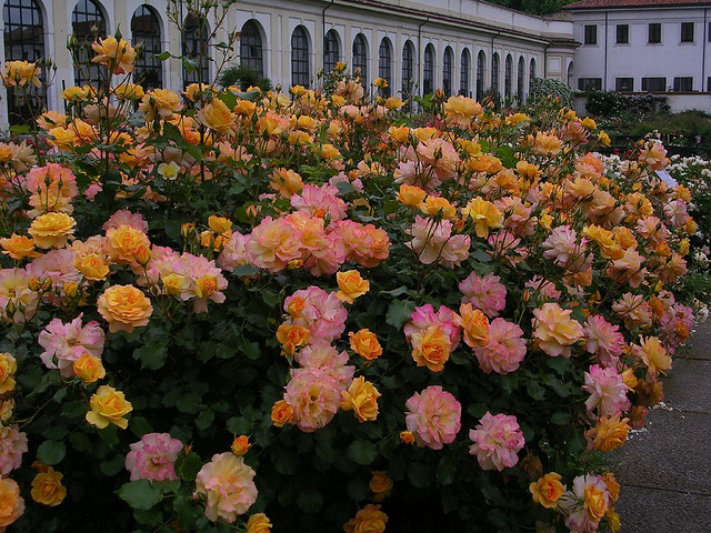 Italy in May is the time of roses 
