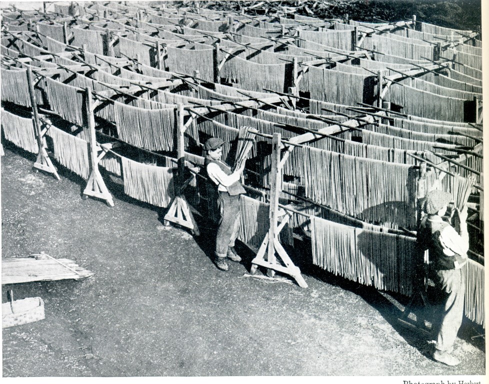 pasta history: drying pasta like laundry in the open air at the beginning of the 1900