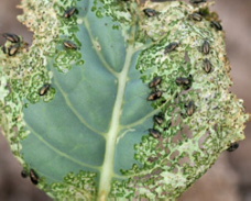 Pests on a leaf