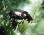 flea beetles and how to get rid of them
