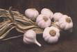 garlic recipie organic pest control