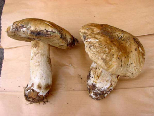 Porcini mushrooms