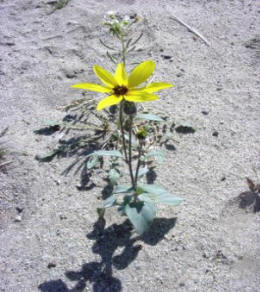 lone sunflower