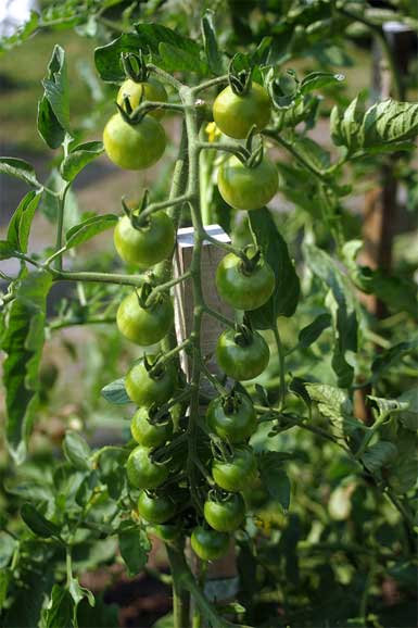 tomato plant