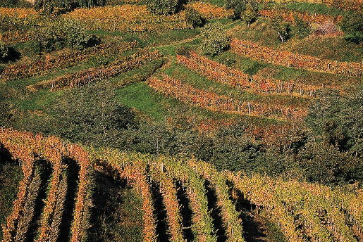 Vineyards in the Carso area of Friuli Venezia Giulia