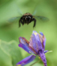 bee nearing nectar