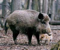 Wild boar