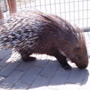 Italian porcupine