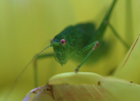 grashopper macro