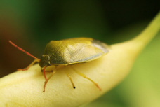 shield bug on a bean