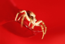 tiny crab spider