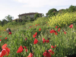 wild flower meadows