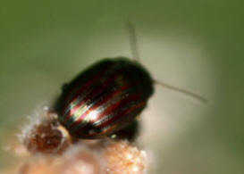 Chrysolina Americana bug