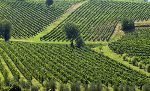 Basilicata's Love of Wine and Food