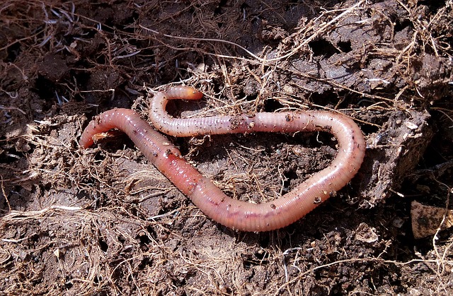 worms saving water