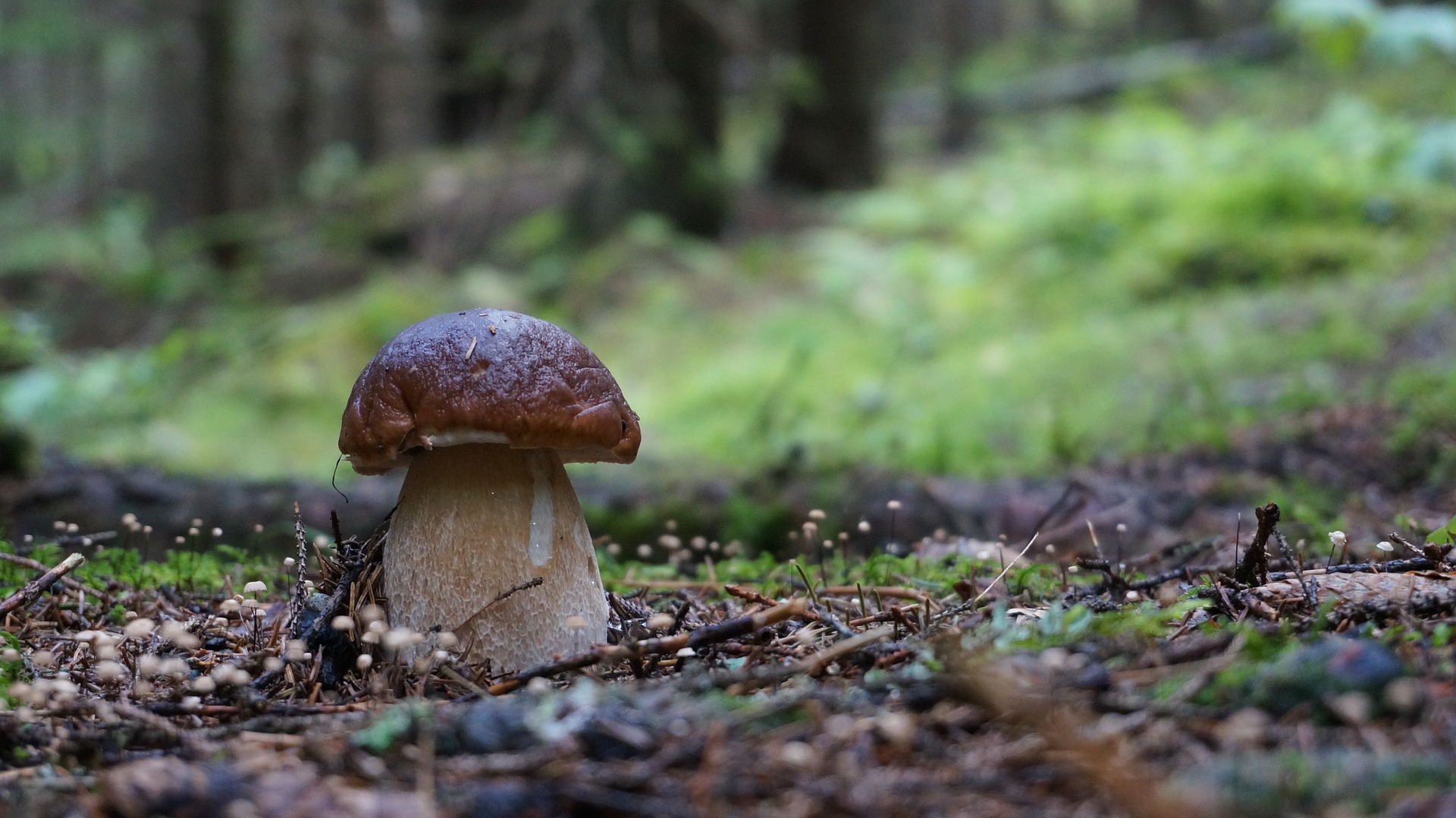 porcini mushroom in the wild