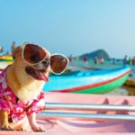 5 Tips For Traveling with Pets to Italy