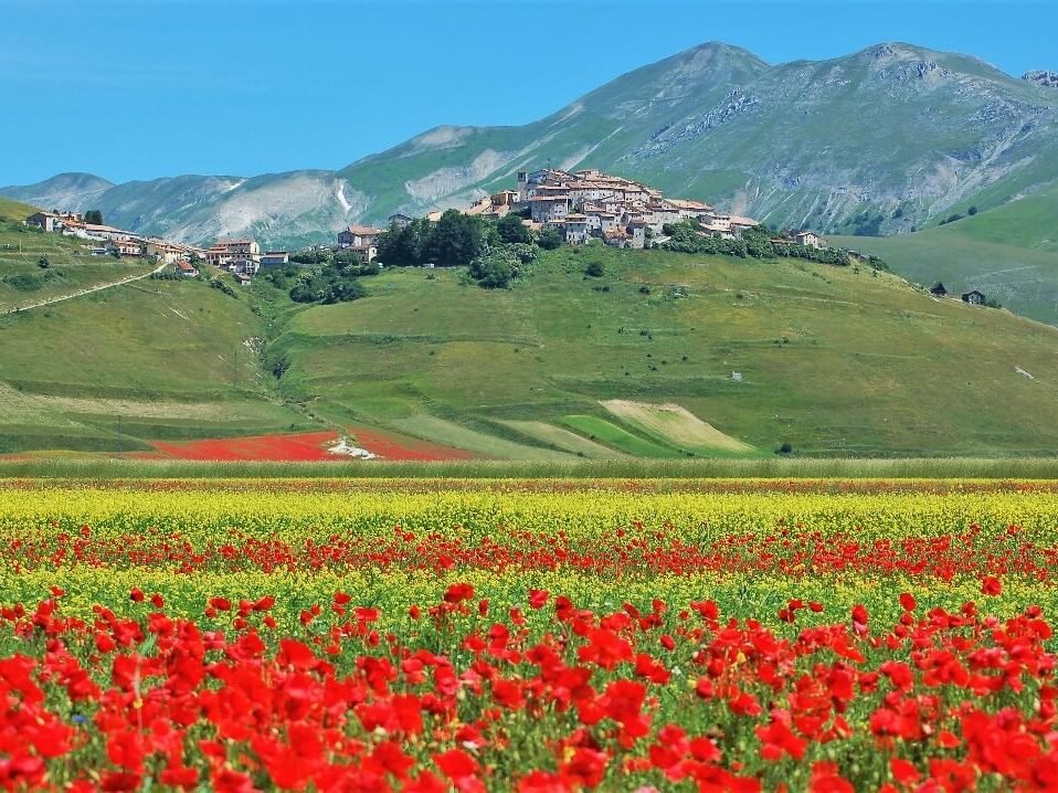 Lenticchie, le Marche