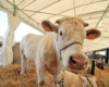 AgriUmbria: Italy’s largest livestock show