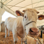AgriUmbria: Italy's largest livestock show