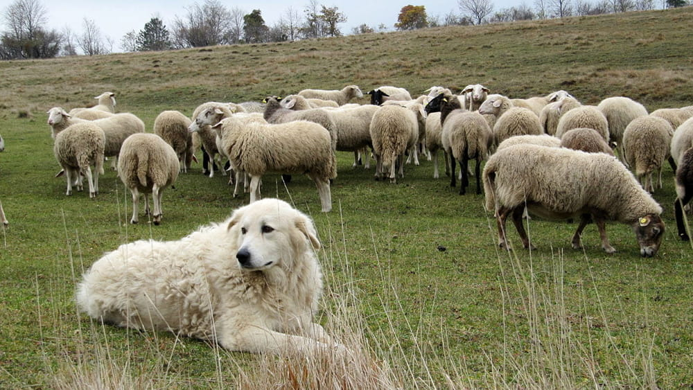 Pastore Maremmano Abruzzese and sheeps