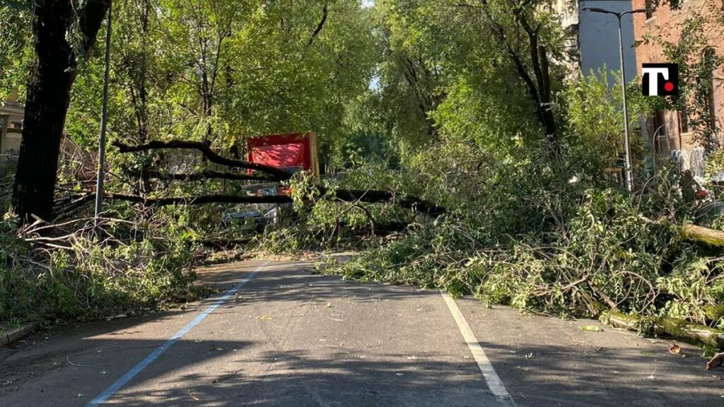 Fallen tree, Milan Italy