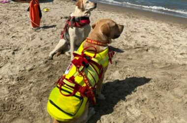 Lifeguard dogs - Ladispoli
