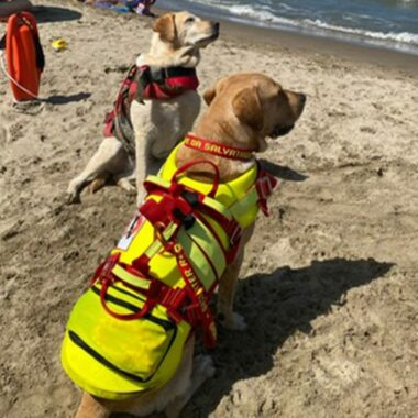 Lifeguard dogs - Ladispoli