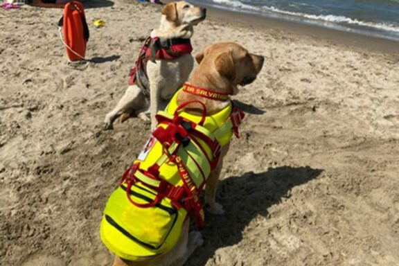 Lifeguard dogs - Ladispoli