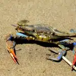 Blue Crab in Italy