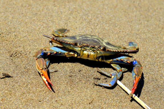 Blue Crab in Italy