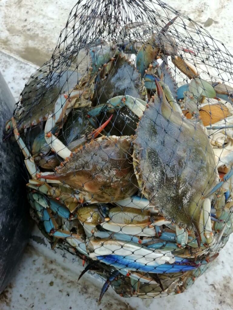 Do we eat blue crab in Italy?