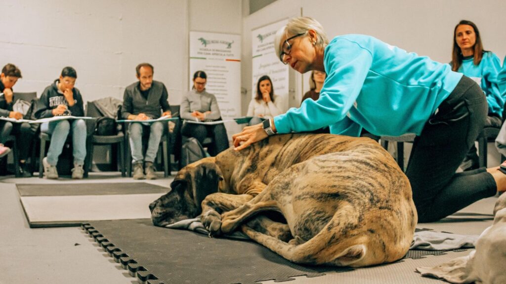 dog massage school in Italy