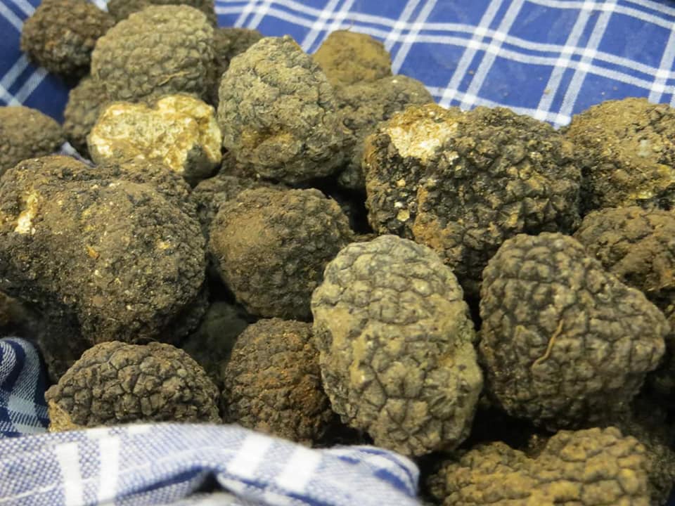 His Majesty the White Truffle