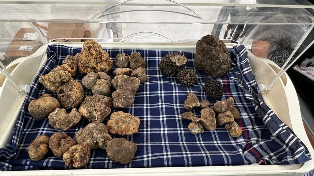 The 26th edition of the National White Truffle Fair of Pergola