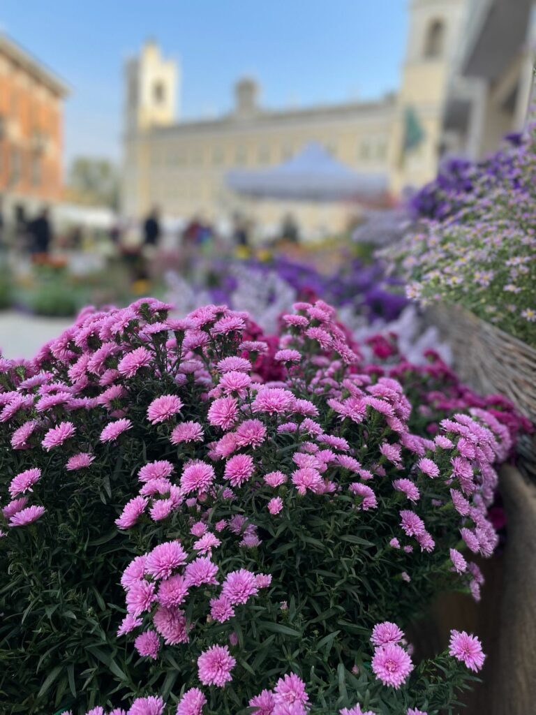 Sulla strada del giglio 