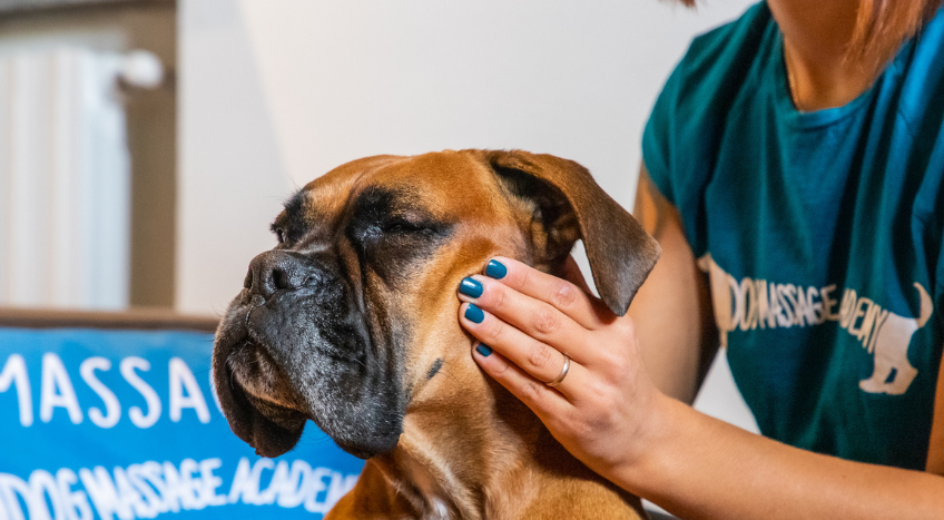 dog massage school in Italy