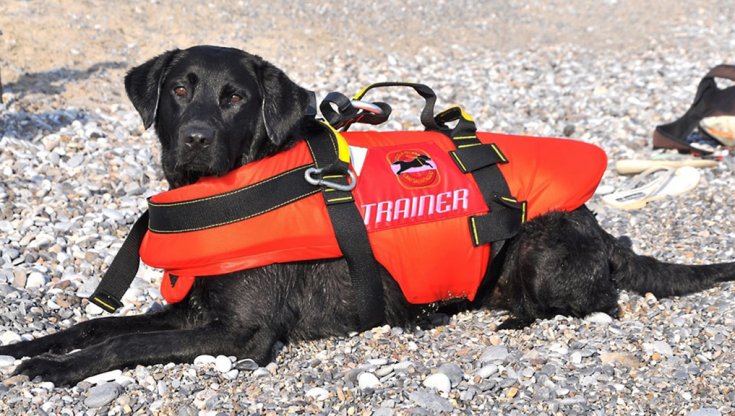 Flash - lifeguard dog 