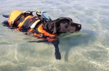 Flash - lifeguard dog