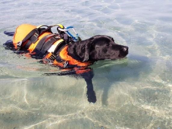 Flash - lifeguard dog
