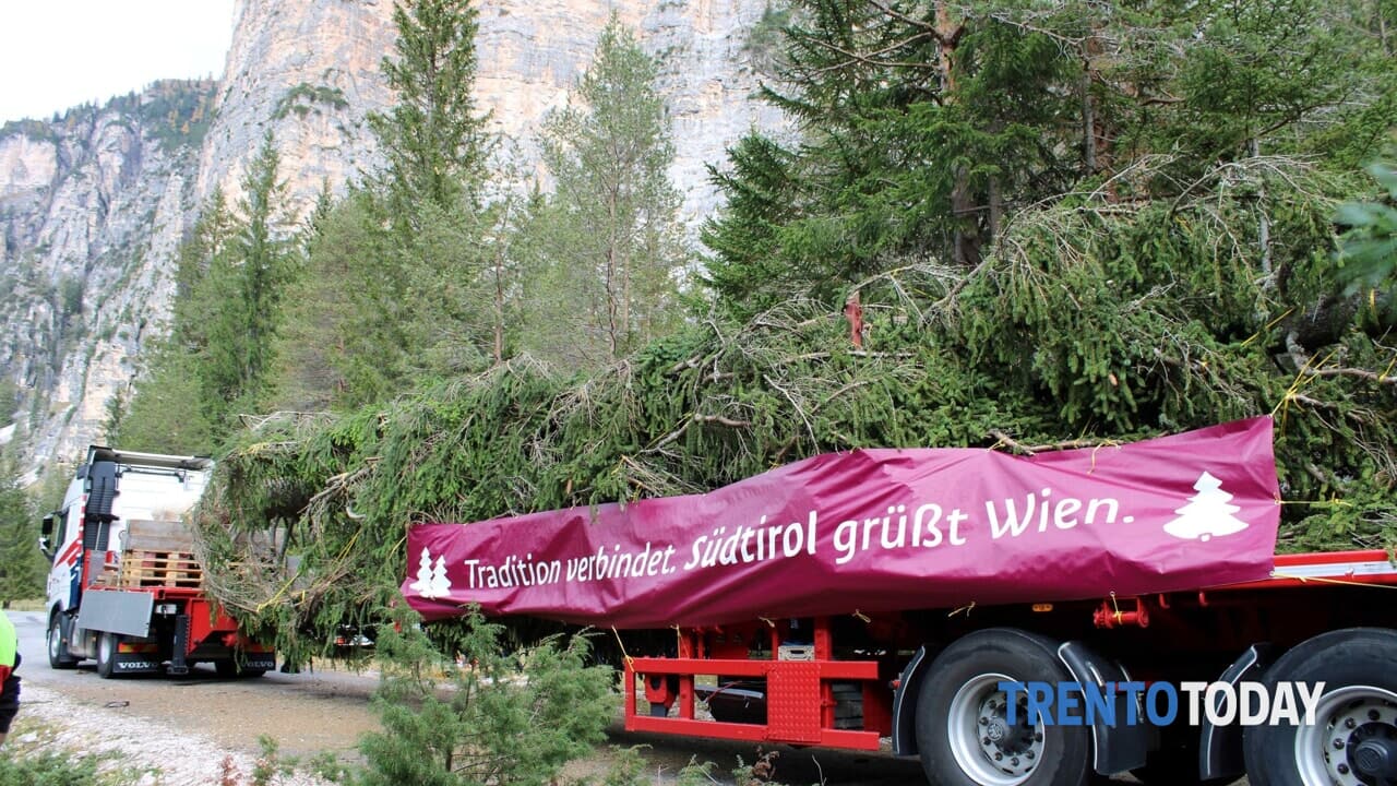 115-year-old fit cut down in Bolzano